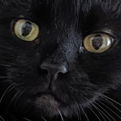 Blackcatbellabe's profile picture. #tierrechte #umweltschutz #vegan