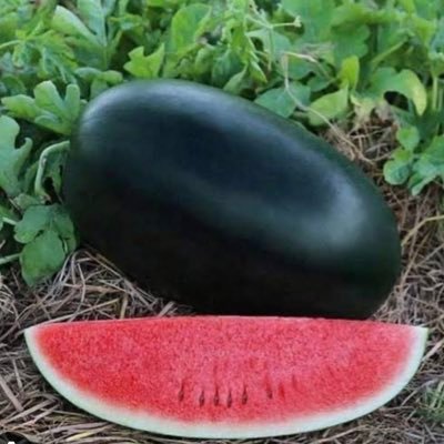 wisdom_drunk's profile picture. I may or may not know what I am doing.