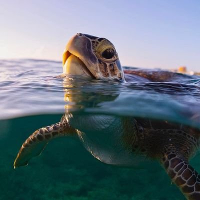 1👉 Welcome @seaturtle_uk
2  🐢 We share daily #Seaturtle Contents 
 3 🐾 Follow us if you really love Sea turtle