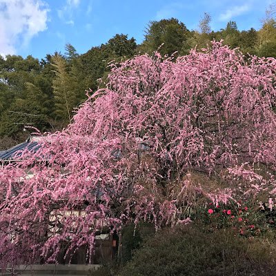 淡路島しだれ梅