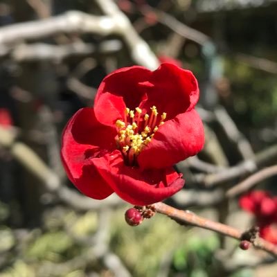 平成元年生まれのアラフォー 審神者就任一年目 拙い妄想吐き出します#審神者と繋がりたい いろんな人の刀剣乱舞が見たいのでフォローしてない人を片っ端からフォローしていく 基本地雷なしですが死ネタは辛い