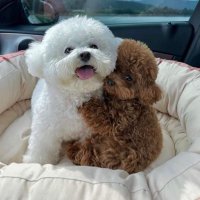Lovely Dogs(@lovelyydogs) 's Twitter Profile Photo