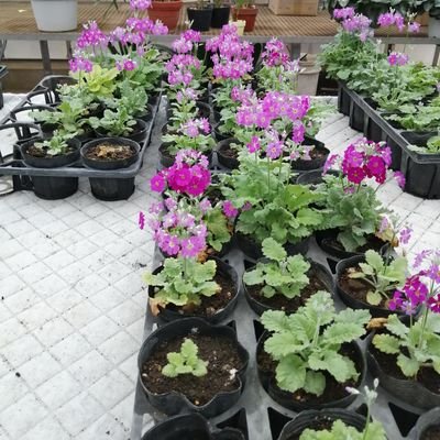 RlHCG17oPDCOTFA's profile picture. TerrariaのDark Gaming server でpvp中心でやっています