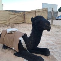 ابو ابراهيم (@aterrrr) 's Twitter Profile