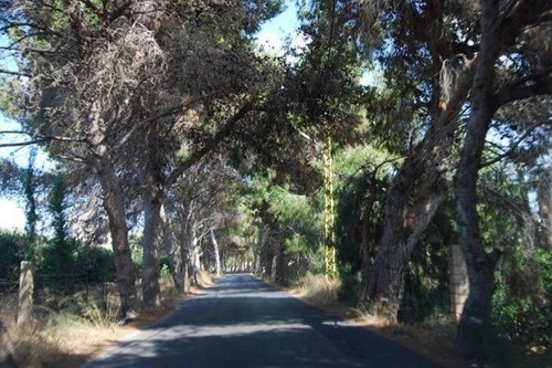 DandalReem's profile picture. 