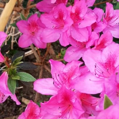 stevenlele1's profile picture. be cool