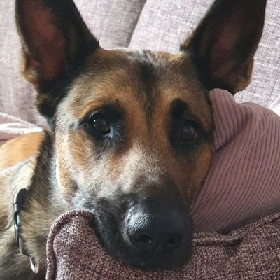 jachazel's profile picture. The more I learn about people, the more I love my dogs. Basically, that sums me up.
I'm watching my country fall apart and desperately hoping for change.