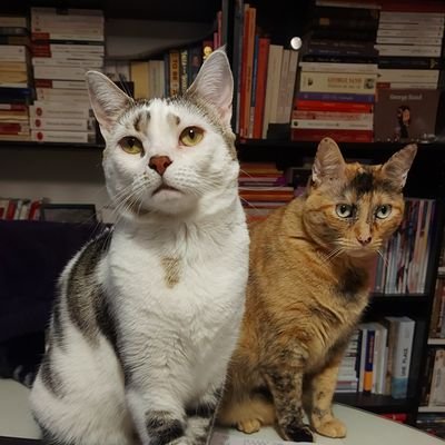 Deux potite chatonnes rusées et déterminées 😼😺
Héritières de feu l'impératrice Pitchoune 🌠
À bas le patriarchat ! 💪