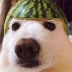 LolOwO14's profile picture. IDK what I should type