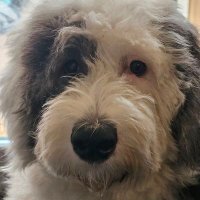 Lesley Lowe (@lesley_j_lowe) 's Twitter Profile