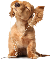 Cats & Dogs hondenencyclopedie en fokkersinfo