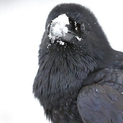 Rainb0w0_'s profile picture. i am the embodiment of kekw.

professional boober. SUPPORT VICTIMS. 
dni wilbur soot / dream team fans