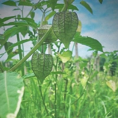 andku87's profile picture. どうでもいい。。