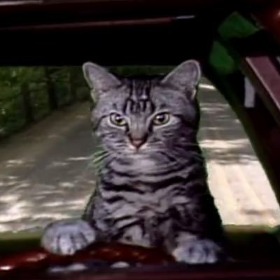 A cat who can drive a car.