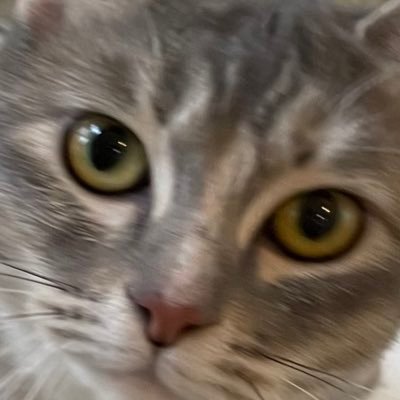 UBh6y5M4ShgbKJB's profile picture. 猫と犬と、田舎暮らしの人間です。現在の、この国に在り様に絶望しています。自公維国には未来を託せない今、れいわ新選組に託し、誰もが安心して生きることの出来る社会を取り戻したいです。