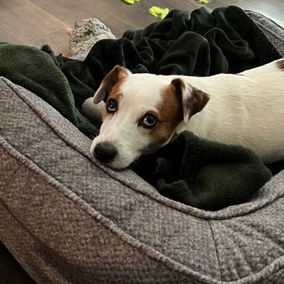 mulliganpools's profile picture. 