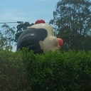 Walter Guest - @GuestWalter - Twitter