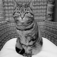 Luna Tabby Cat 🐀(@Luna3Looney) 's Twitter Profile Photo