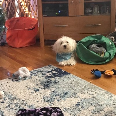 CaputoStephanie's profile picture. Sometimes, you just gotta say something. Like this: #BreakUpBigTech. And this: #LGM #FireChavezAndBarnesAlready Pronouns: Um……no