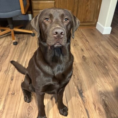 Chocolate lab who was born on 24 Feb 21. Former page of Porter OTRB 🌈 03 Jun 2020. Annual CookieCaroler 🎄🍪