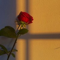 ♡✨ Gayatri 🦋🩵 (@iku_sagar___) 's Twitter Profile