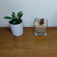 しーら (@tktmw3) 's Twitter Profile