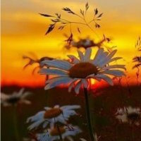 حنا دختری در مزرعه (@313_shiamahdi) 's Twitter Profile Photo