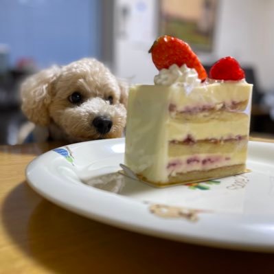 愛犬2匹 高校野球 高校サッカー 競馬 ラーメン 蕎麦うどん Nikon一眼レフ トヨタアクア ドライブが大好きで鉄道旅も好き 駅弁とおみやげ巡り