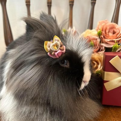 富山県富山市下新町24-7 Little*MonsterのTwitterです。小型犬のトリミング&ホテルを中心に ウサギなどのエキゾチックアニマルのホテルもお任せ下さい。爬虫類の中継販売はお問い合わせ下さい。富山市保第087号/販第133号 ☎︎076-464-3686 愛玩動物飼養管理士1級