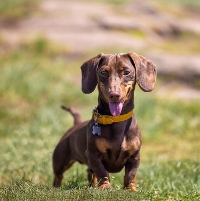 👉Welcome to @dachshundfriend Dachshund dog Lovers 🦮We share daily #dachshund dog Contents, 🇺🇸 Follow us if you really love Dachshund dog 🤎