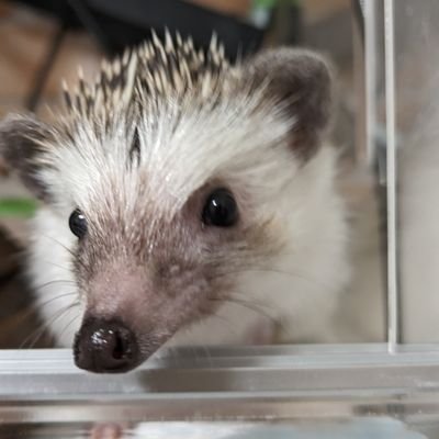 🔰ハリネズミ用アカウント🦔
今回が初めての飼育で色々勉強中🦔ハリ友も募集中🌟仲良くしてください😊無言フォロー失礼します🙏　　　　　
　　　　　　　　　　　　　　　　　　　　　　　　　　　　　　　　　　　　　　　　　
🎂23.11.23🏡24.03.02🦔♀