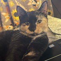 Курочик (@kurochiq) 's Twitter Profile
