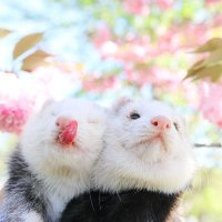 にょろりんず🦦 (@nyororinz) 's Twitter Profile