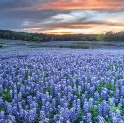 wildflower23131's profile picture. 