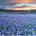 wildflowers34957 (@wildflower23131) Twitter profile photo wildflowers34957 (@wildflower23131) Twitter profile photo