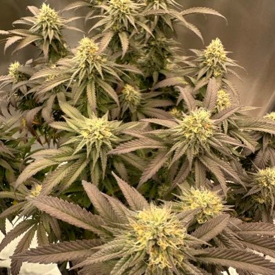 TerpyGanja's profile picture. 