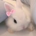 bunnies with bows (@bunnieswbows) Twitter profile photo