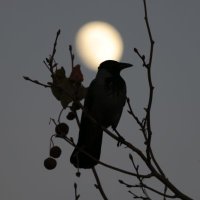 Erdal Gürsoy (@erdl_grsy) Twitter profile photo