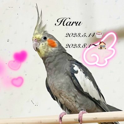 2023.8.1～🩷初オカメ飼育𓅫⸒⸒ 2023.5月14日生まれ.11ヶ月🦜鳥好きさんとお友達になれたら嬉しいです～！ 鳥好きさん無言フォロー失礼致します🙇‍♂️＆フォロバします！🎶インスタも作りました！🔗メインはX⚠️ #オカメインコ #鳥好きさんと繋がりたい #鳥飼い #鳥グッズ #オカメインコグッズ