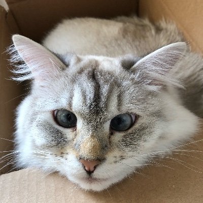 batongfreddy's profile picture. MD. Psychiatrist. I find conspiracists, Kremlin apologists and other peddlers of disinformation hilarious and deeply disturbing.