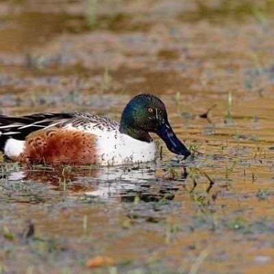 utahduckhunter1 Profile Picture