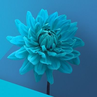 Tracer_Lang's profile picture. LOVETEAM ANG FRANKIANA💜💜💜