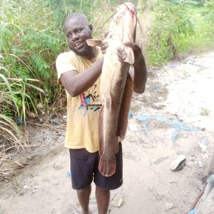 cananland fish farms is here to give u the best of catfish seedlings, such as fingerlings, post fingerlings, juvenile etc, we also raise table size catfish