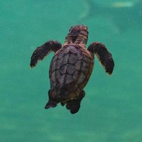 Sea Turtle Community(@turtlecommunit) 's Twitter Profile Photo