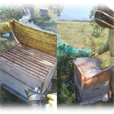Actividad familiar de explotación apícola, amigable con el medio ambiente, miel multiflora 100% natural con exquisito olor, textura y dulzura, a tu alcance
