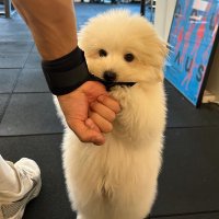 균뜌 (@sssimyu) 's Twitter Profile