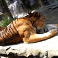 Dhiren (@dhiren48160467) 's Twitter Profile
