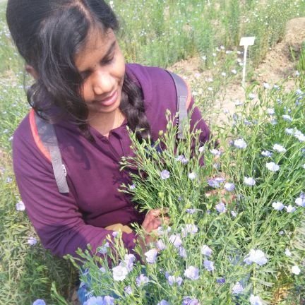 PhD scholar- IARI, Division of PGR, New Delhi,
Research on Grass pea