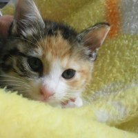 ぱんだこ (@r5fpqcbscm86628) 's Twitter Profile
