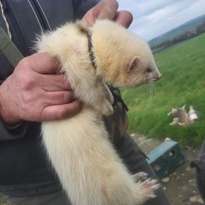 Resistor666's profile picture. 🇮🇪Irishman. Pureblood🚫mrna💉. Cultural Celtist.